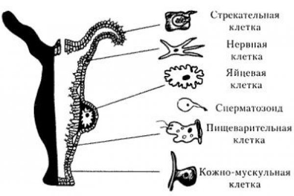 Ссылка адрес на кракен